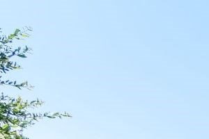 Pet Friendly Dog Park at City North at Sunrise Ranch, Round Rock, TX